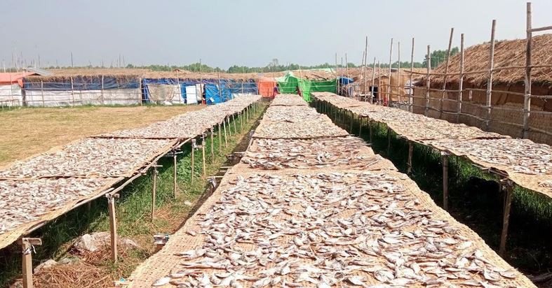 বিশ্ব ঐতিহ্য সুন্দরবনের  দুবলার চরে শুঁটকির শতকোটি টাকার বাণ...