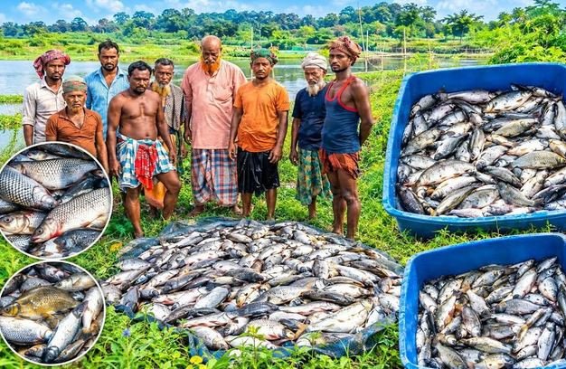 মোরেলগঞ্জে ঘেরে বিষ! রাতের আঁধারে ৬ লাখ টাকার মাছ নিধনের অভি...