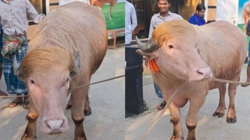 মিরপুর চিড়িয়াখানায় রাখা হচ্ছে ভাইরাল মহিষ ‘ডোনাল্ড ট্রাম্পকে...