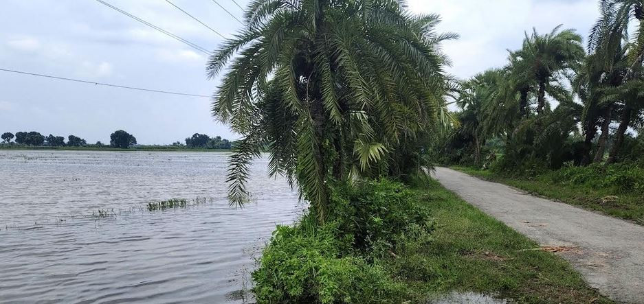 বিএডিসির খাল এখন কৃষকের গলার কাঁটা খনন না করায় ঝিনাইদহে ত্রি...