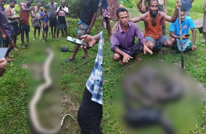 বড়লেখায় ছাগল খাওয়ায় বিশাল আকৃতির অজগরকে হত্যা করল গ্রামবাসী