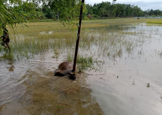 জুড়ীতে বিদ্যুৎস্পৃষ্ঠে একটি ষাঁড়ের মৃত্যু  হয়েছে