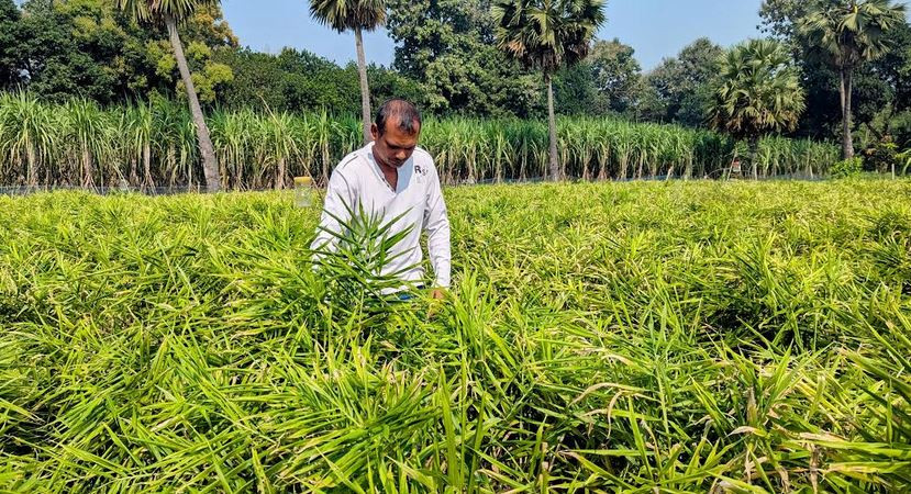 ভালুকায় আধুনিক পদ্ধতিতে আদা চাষে নতুন সম্ভাবনা