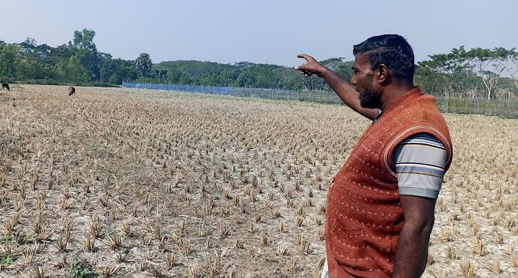 মোরেলগঞ্জে প্রবাসীর জমি দখল ও জোরপূর্বক ধান কাটার অভিযোগ