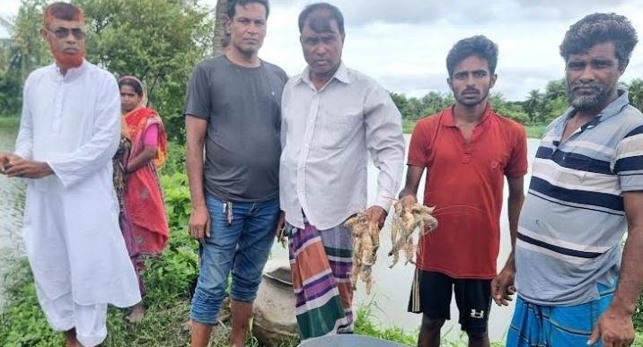 বাগেরহাটে মাছের ঘেরে বিষ প্রয়োগ, ক্ষতি প্রায় ৫ লাখ টাকা!