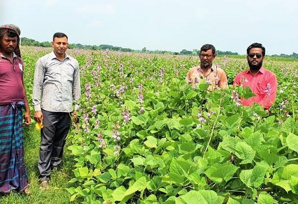 ঝিনাইদহে কৃষকেরা আগাম জাতের ‘রূপবান’ ও ‘হাবিল’ শিম চাষে ঝুঁক...
