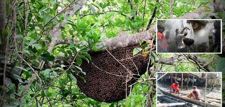 বিশ্বের বৃহত্তম ম্যানগ্রোভ সুন্দরবনে পহেলা এপ্রিল থেকে মধু আ...
