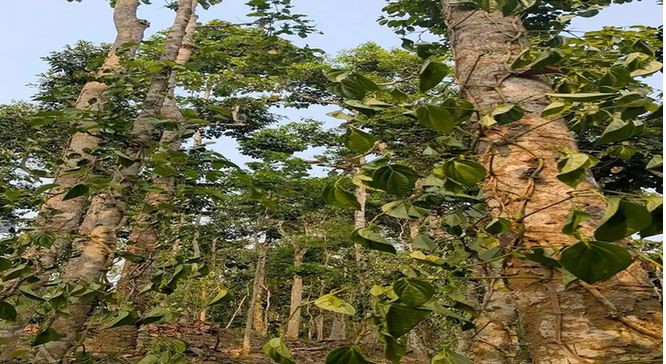 মৌলভীবাজারে ক্ষুদ্র নৃ-তাত্ত্বিক জনগোষ্ঠী সম্প্রদায়ের  ১২ শত...