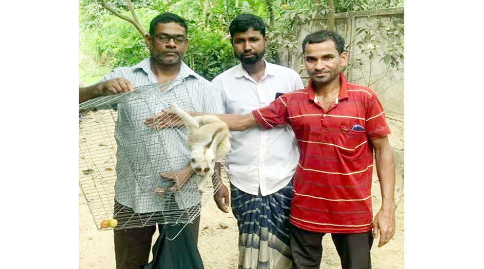 শ্রীমঙ্গলে বিরল প্রজাতির লজ্জাবতী বানর উদ্ধার