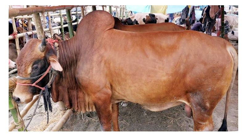 বিয়ানীবাজারে কোরবানীর পশুর চাহিদা ১২ হাজার