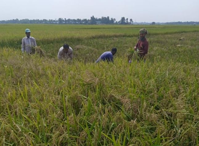 মৌলভীবাজারের জুড়ীতে হাকালুকি হাওরাঞ্চলে ধান কাটার ধুম