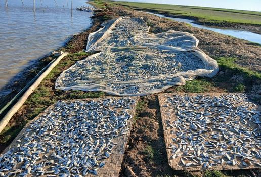 প্রশাসনের যোগসাজশে হাকালুকির হাওরখাল বিলে মাছ লুটের মহোৎসব!...