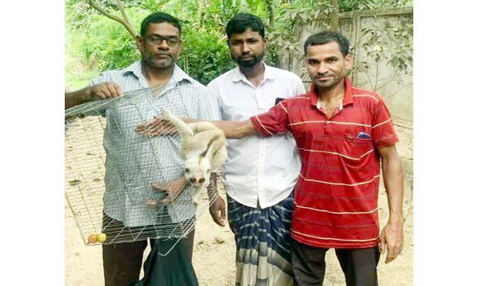 মৌলভীবাজারের শ্রীমঙ্গলে বিরল প্রজাতির লজ্জাবতী বানর উদ্ধার