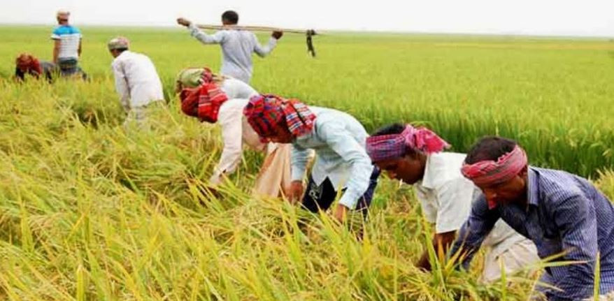 সিলেট জুড়ে কৃষকরা এ বছর বোরো ধানের লক্ষ্যমাত্রা অর্জন নিয়েই...