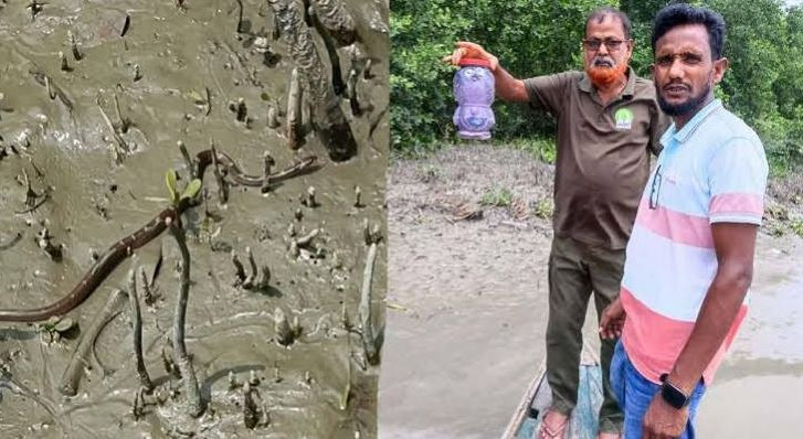 ইউএনওর সরকারি বাসভবন থেকে উদ্ধার ‘ঘরগিন্নি’ সাপ, পরে সুন্দরব...