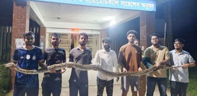 সিলেটে রাস্তা পারের চেষ্টায় ছিল ১২ ফুট লম্বা অজগর, অবশেষে অব...