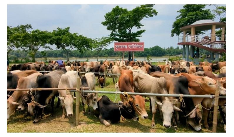 সুনামগঞ্জে বিজিবির জব্দকৃত ৯০টি গরু 'গায়েব' : মামলার নির্দেশ