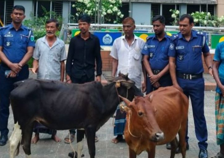 বড়লেখায় কৃষকের চুরি হওয়া গরু উদ্ধার, গ্রেপ্তার ৩